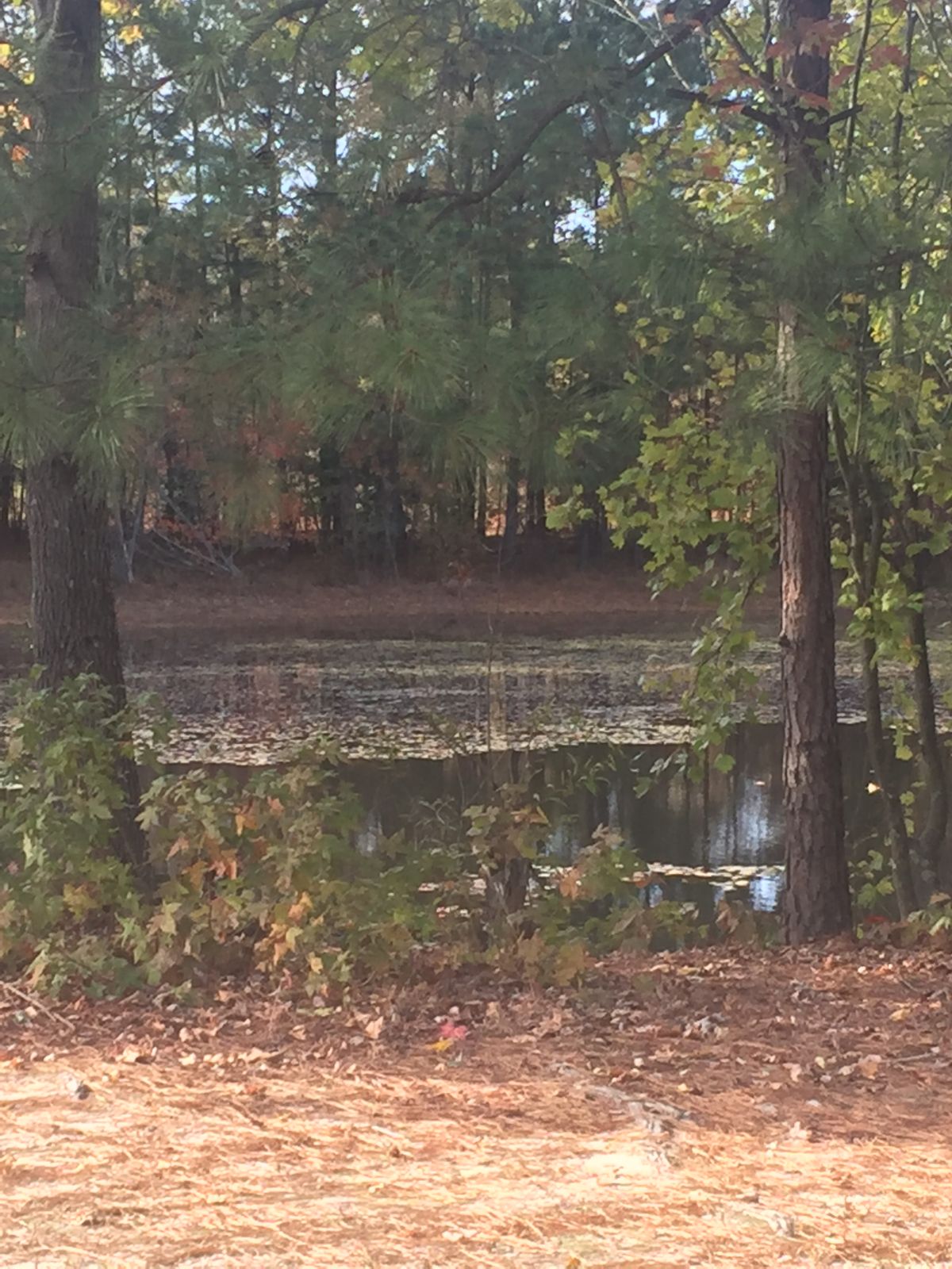 The porta potty has been removed near the school