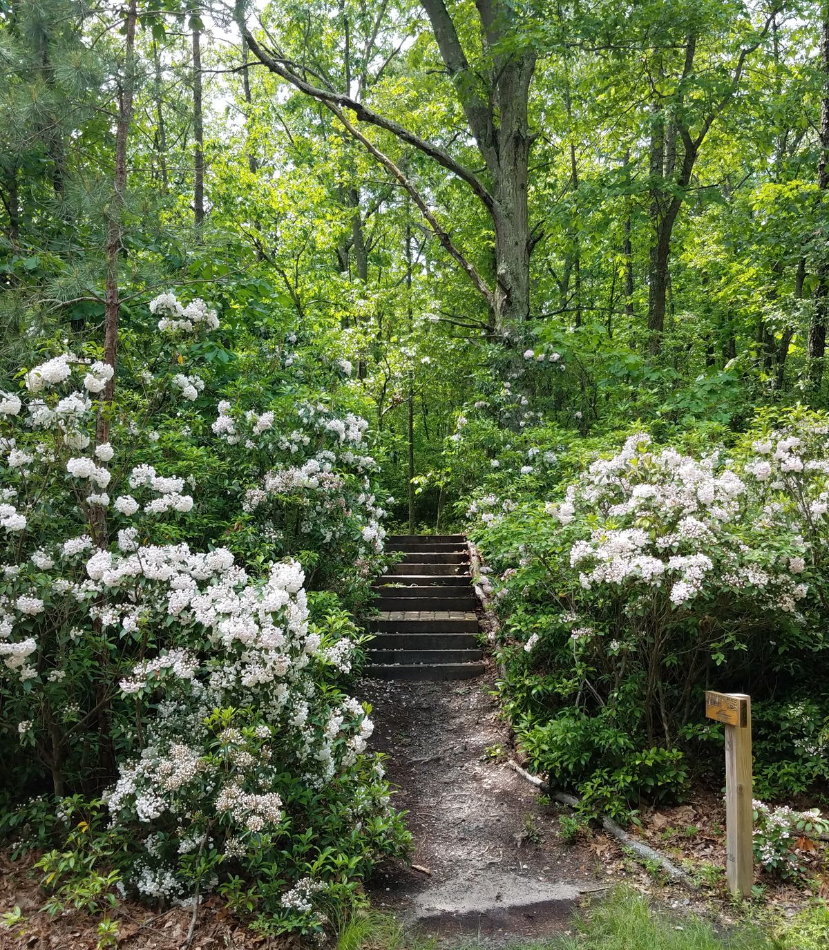 Allaire State Park DGC - path to #17 tee.