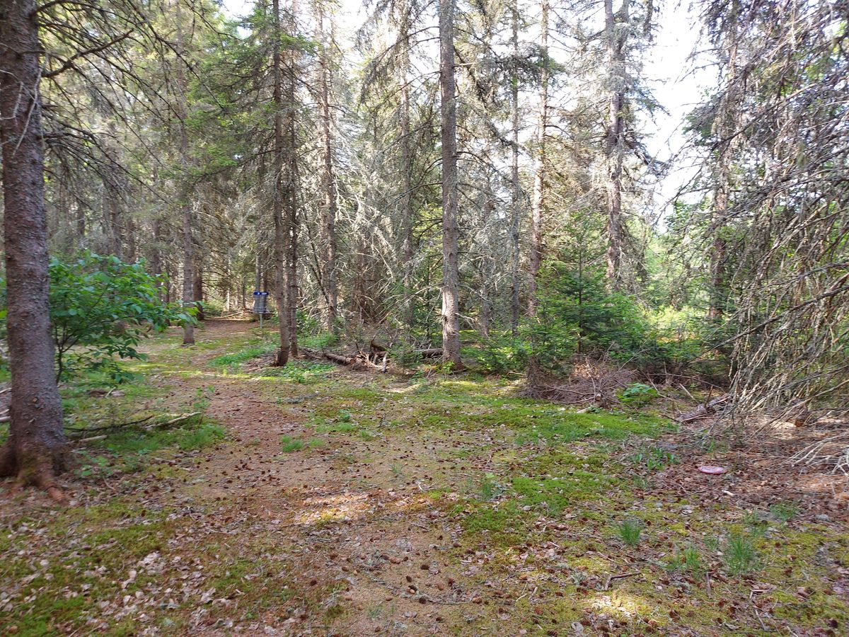 Short approach on hole 3. 🍁🌲🍁🌲🍁🌲