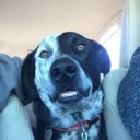 shamoose
