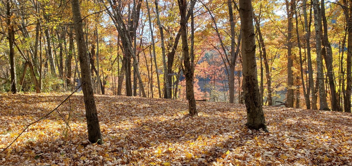 Hole 11's green. Autumn.