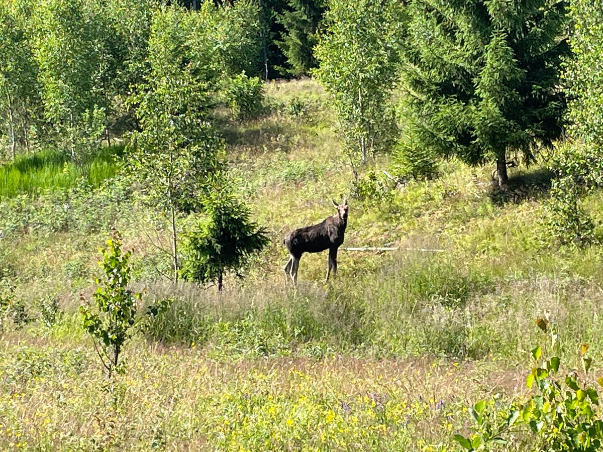 Tilskuer på hull 16.
