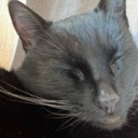 kattenmedhatten