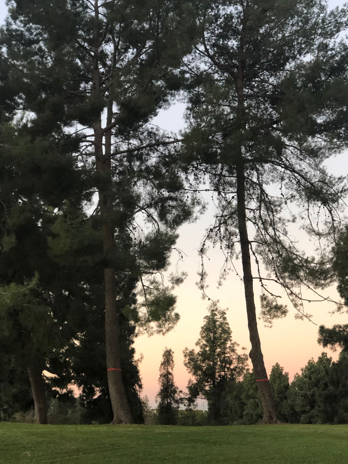 sunrise double mando