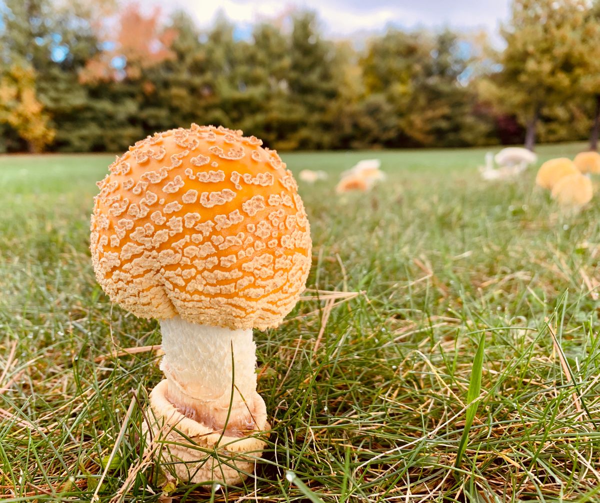 I’m a fungi to be around!