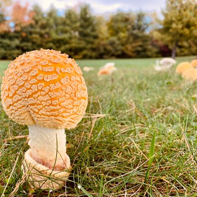 I’m a fungi to be around!