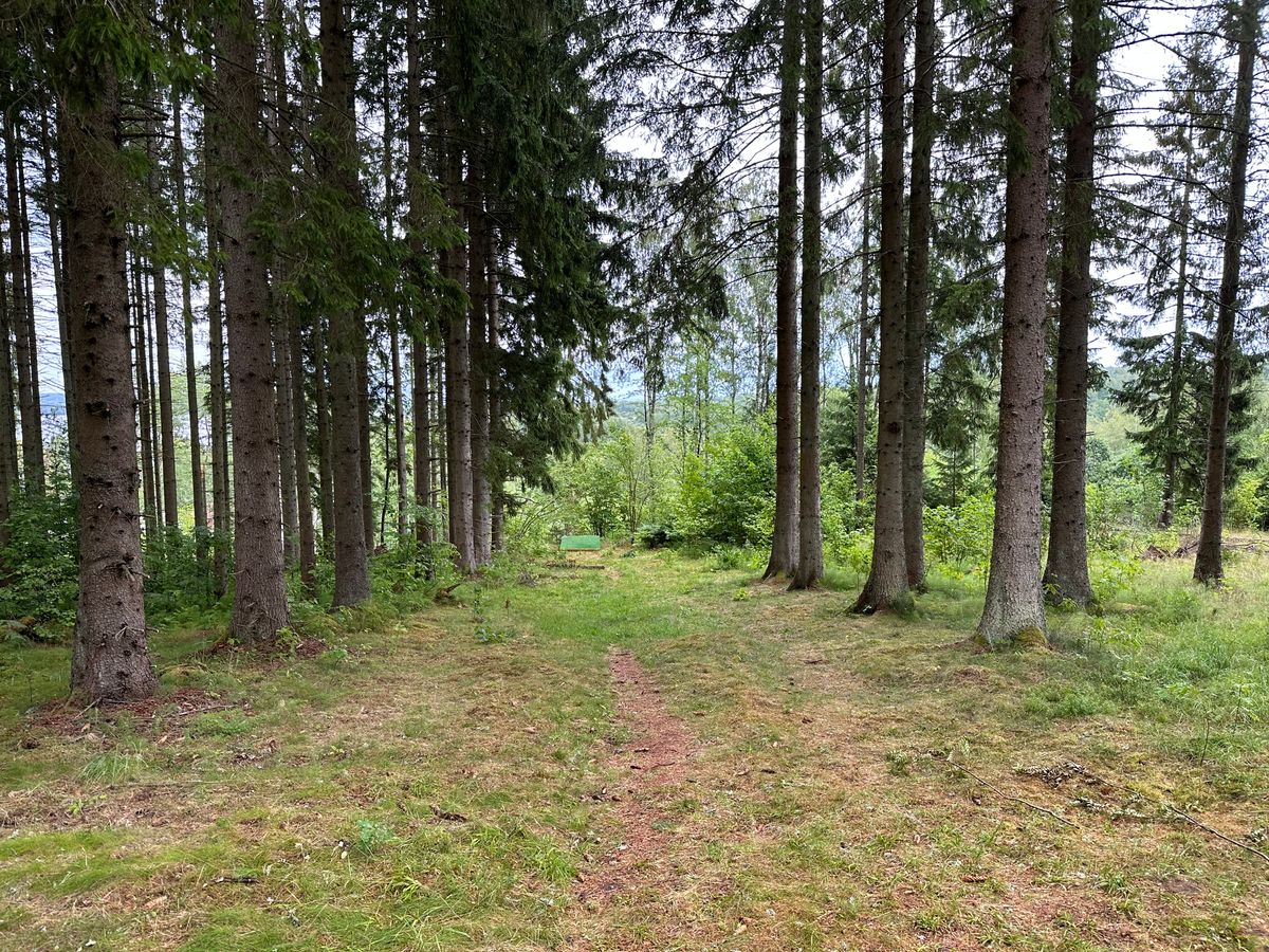 Tee #4, med fin allé. Bild tagen mot tee, hålet ligger åt andra hållet upp mot en höjd.