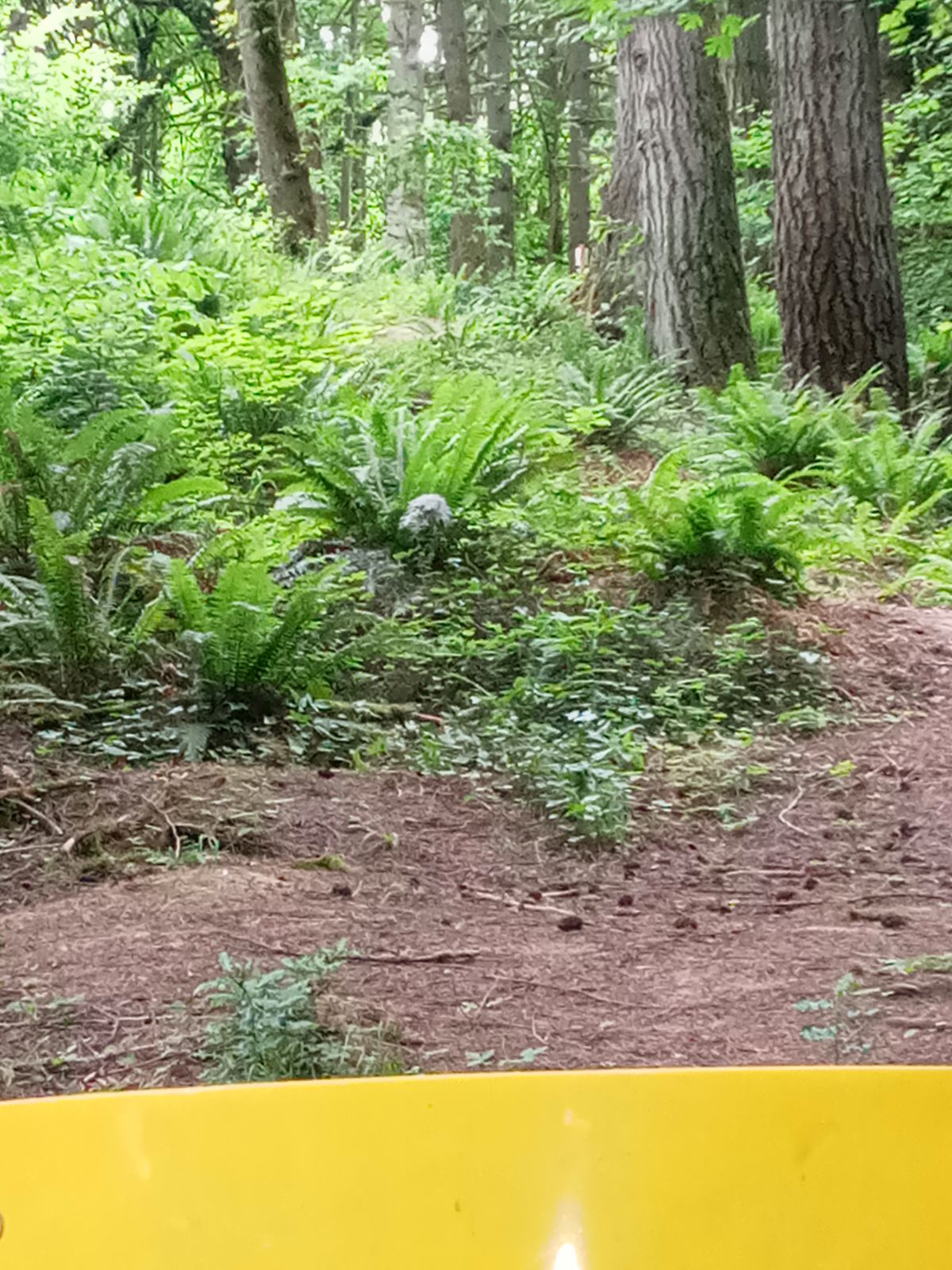 Looking back up the hill to hole 8 tee pad.