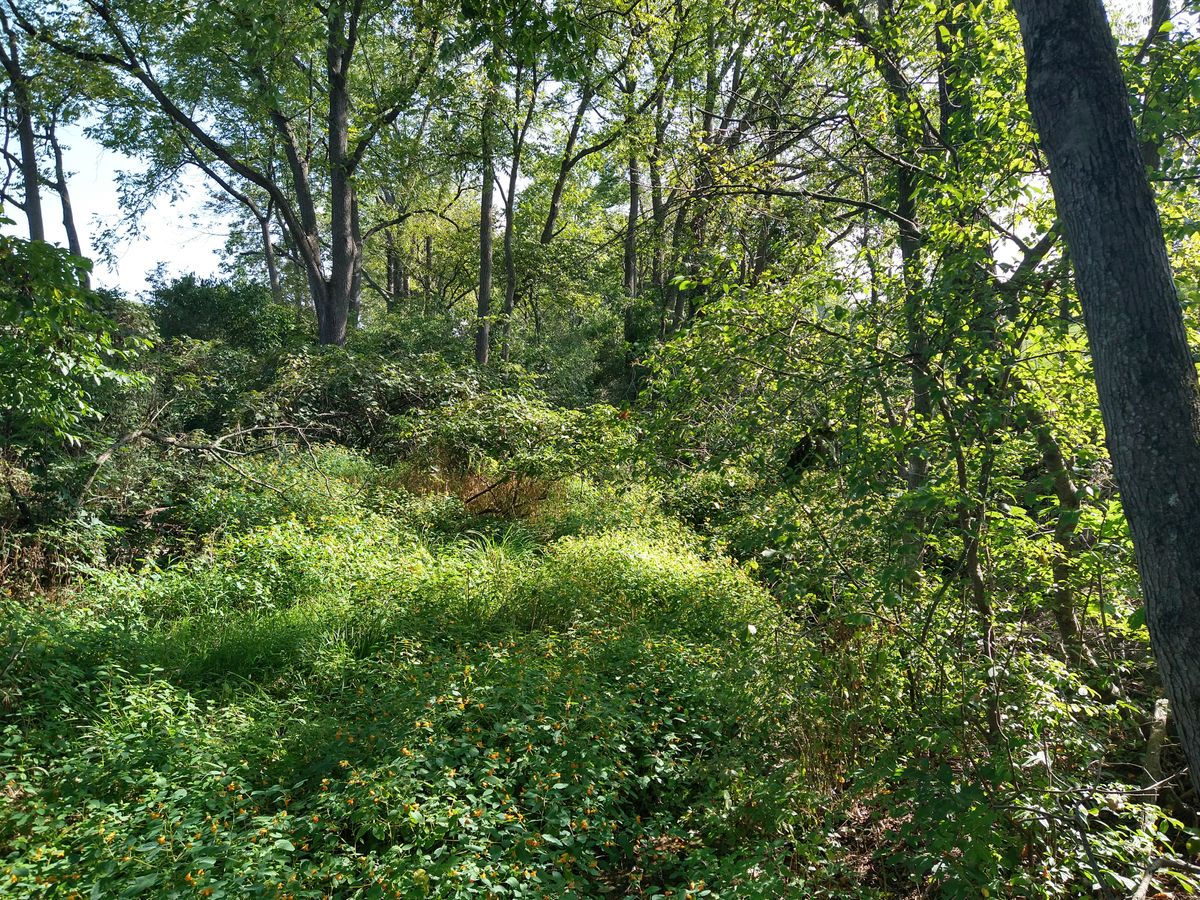 This is the main wooded area of the front part of the course.