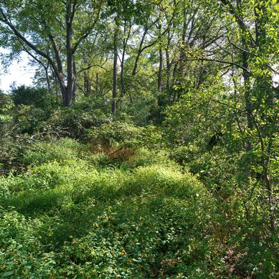 This is the main wooded area of the front part of the course.