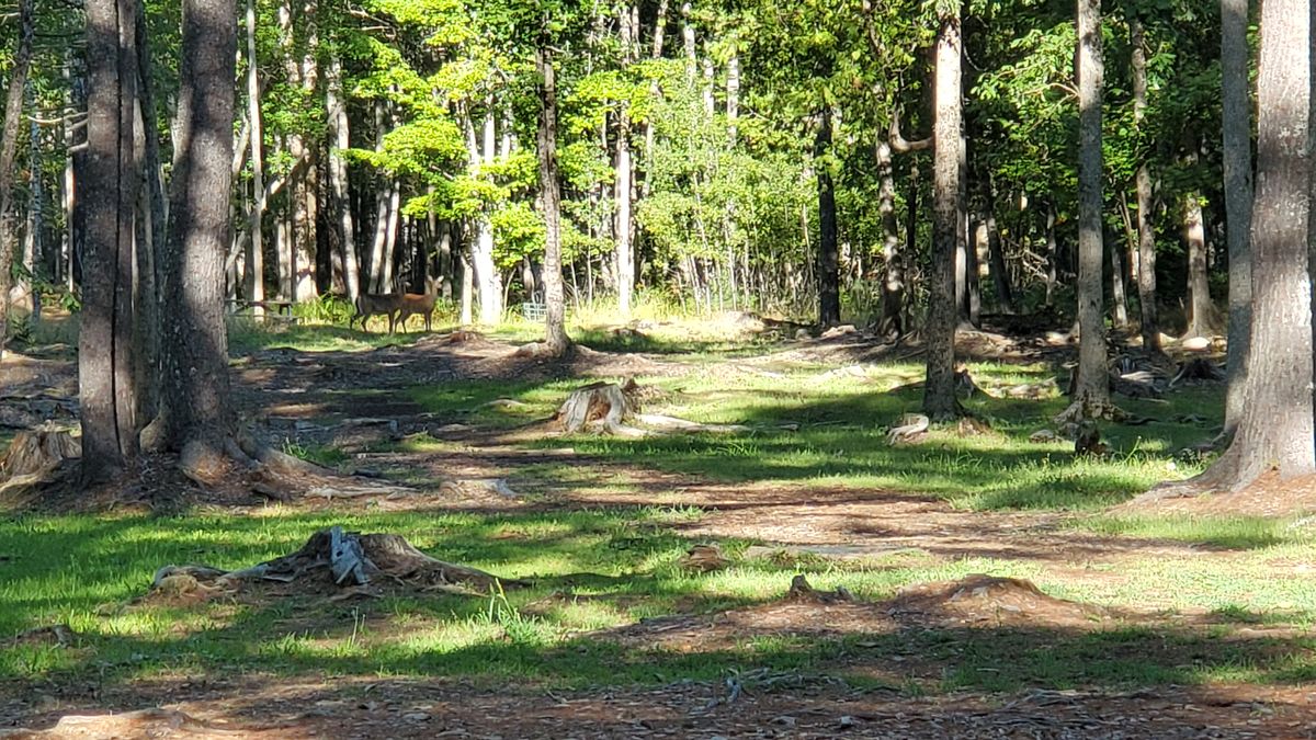 Deer near the tee pads, deer near the baskets, deer everywhere!