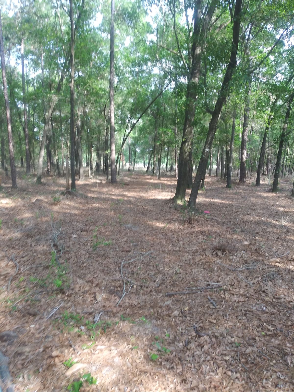 9th fairway