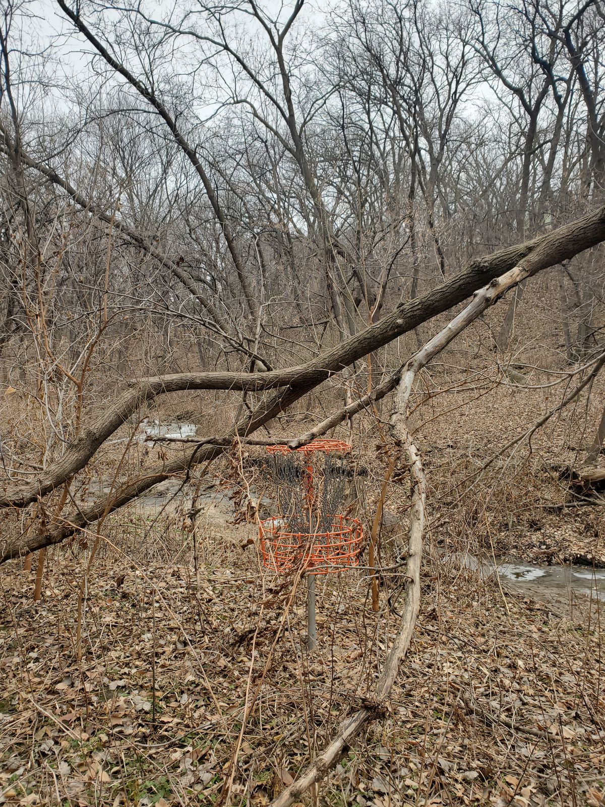 #7 basket downed tree from over the creek