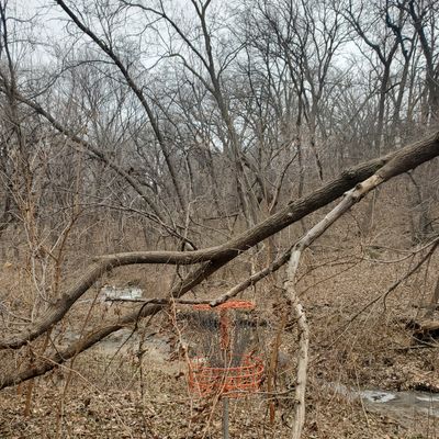 #7 basket downed tree from over the creek