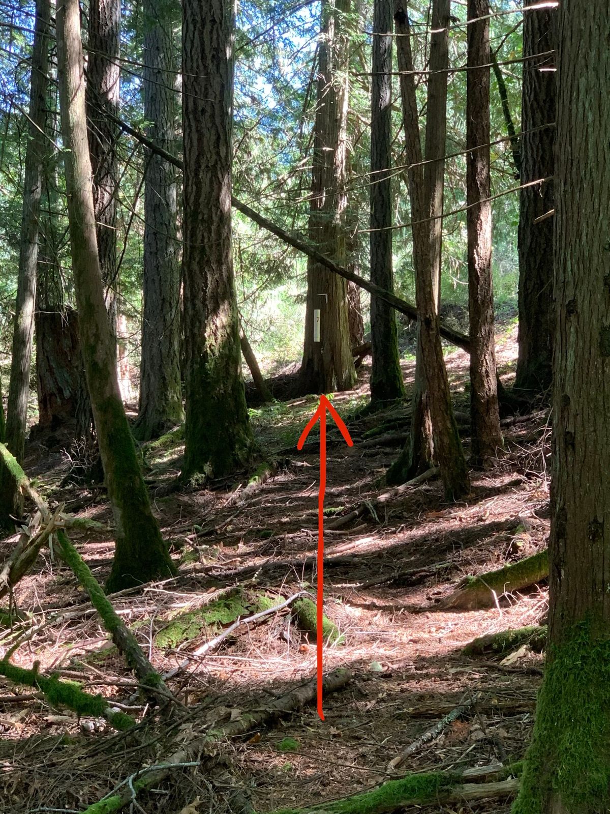 Hole 7: Bermuda Triangle