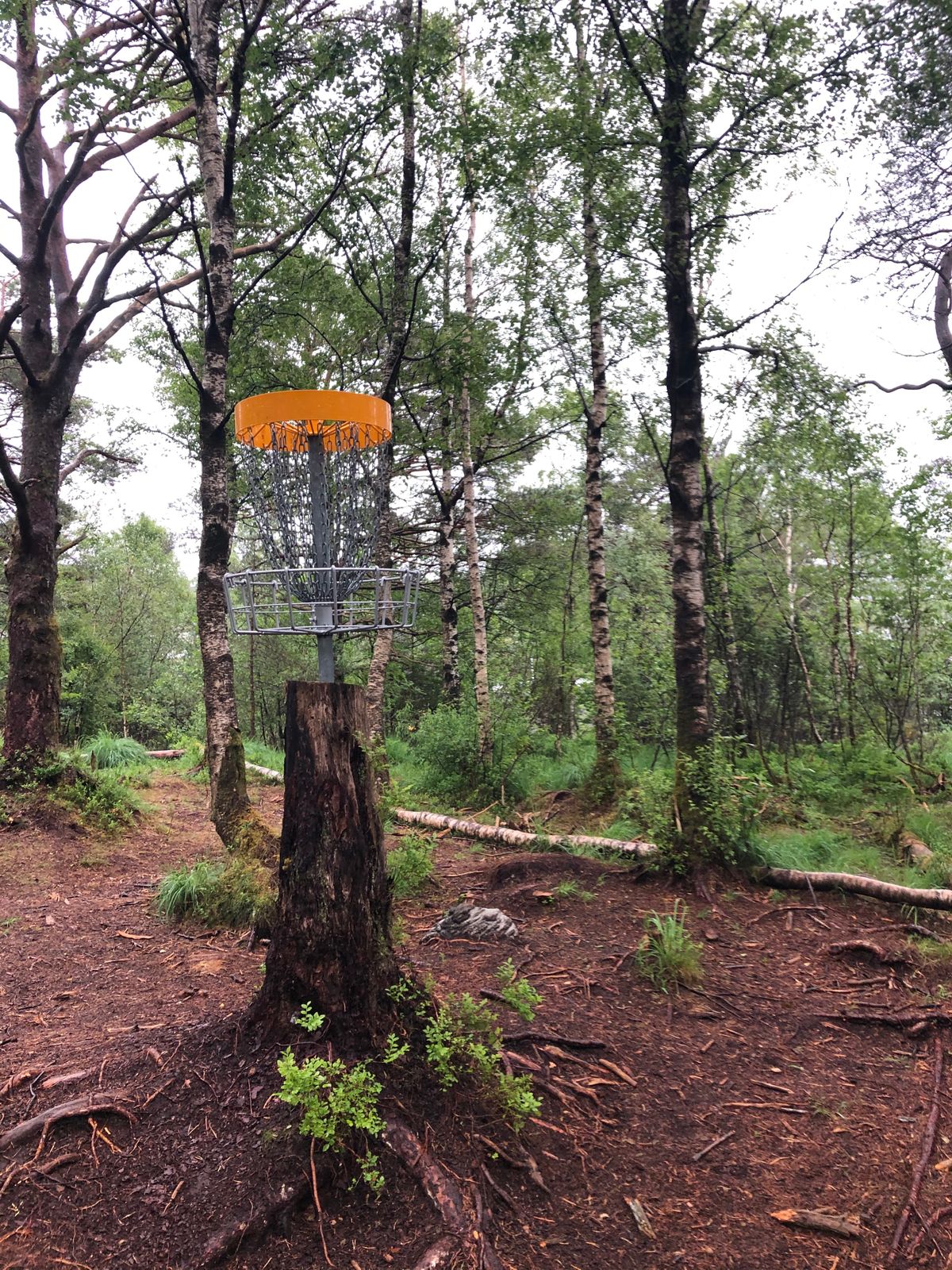 Hole 5 basket