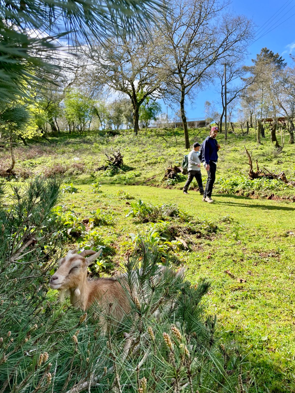 Friendly animals roaming free on the course!