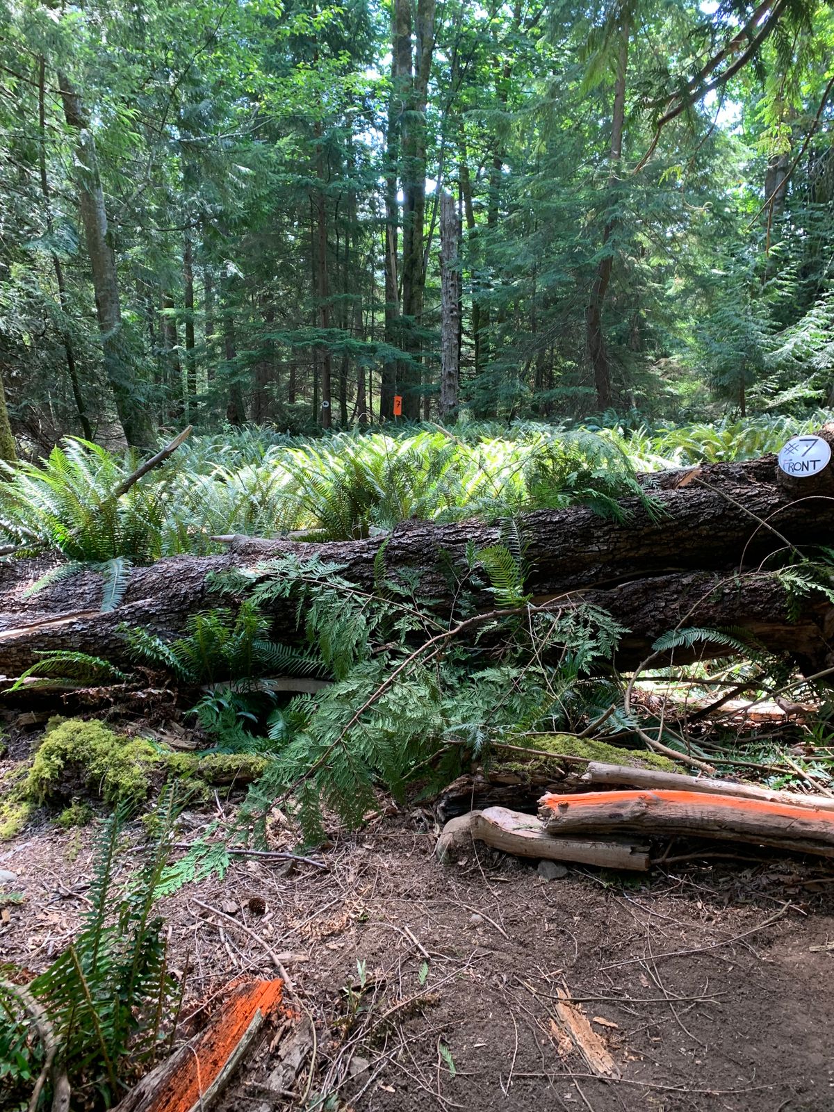 Hole 7 front