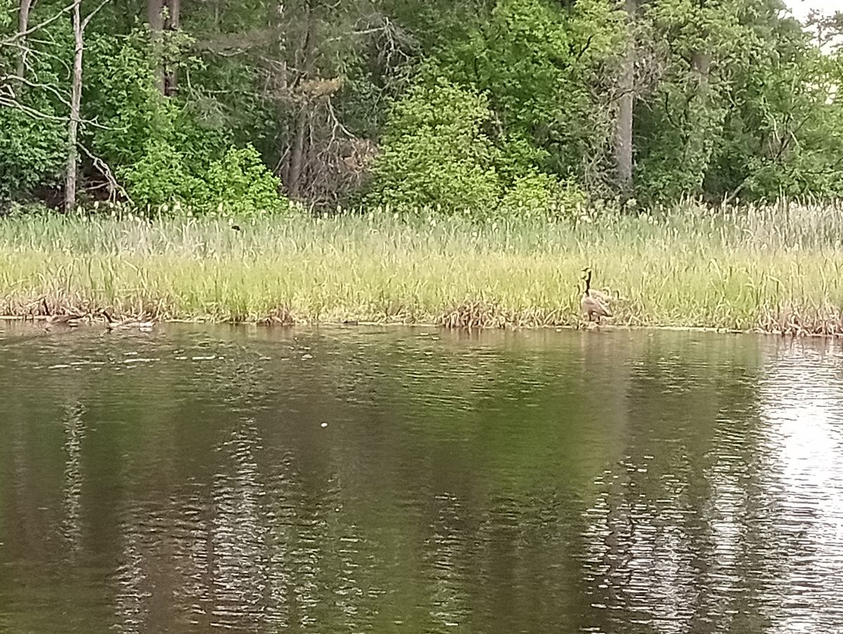 They flew away from my disc over the pond