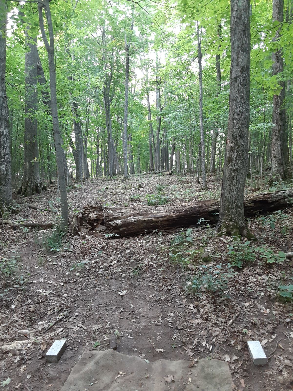Hole 8 tee