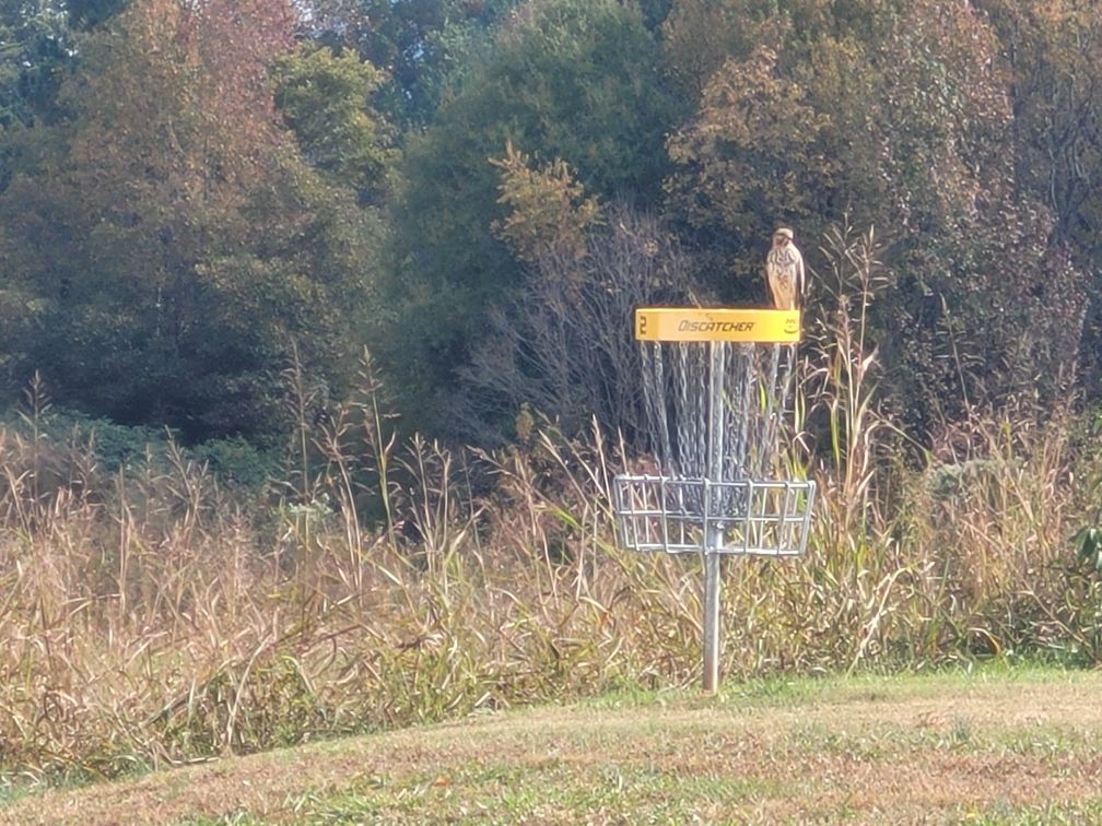 Hawk on basket #2 today (11-2-21) around 12:15pm. Pretty cool pic.