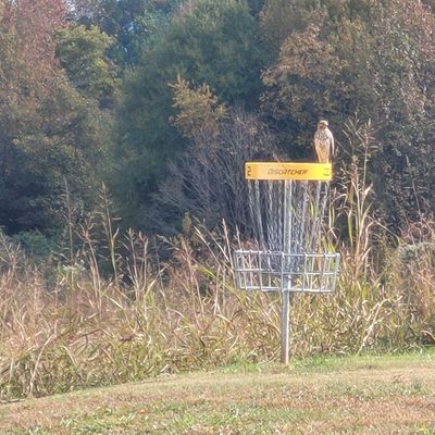 Hawk on basket #2 today (11-2-21) around 12:15pm. Pretty cool pic.
