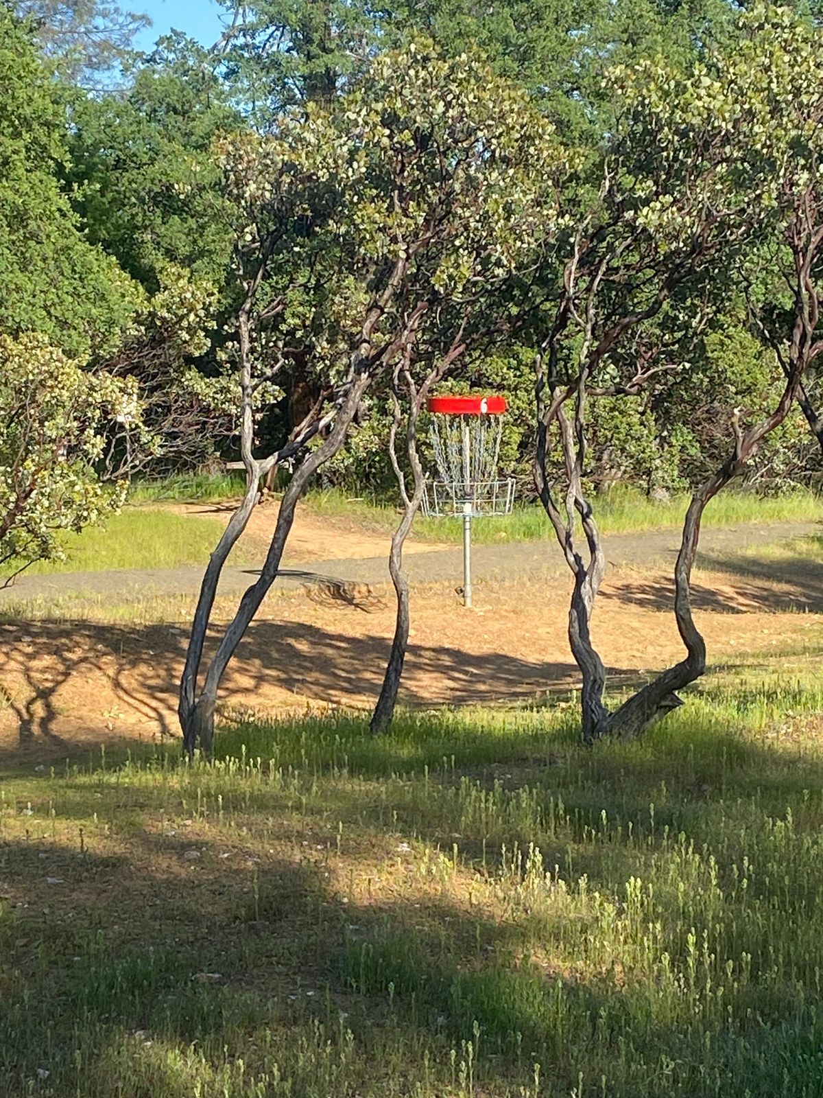 Hole 6 though the manzanita.