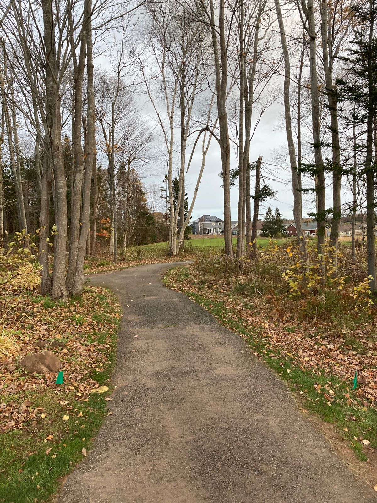 Hole 5 Green tee (basket behind middle tree)