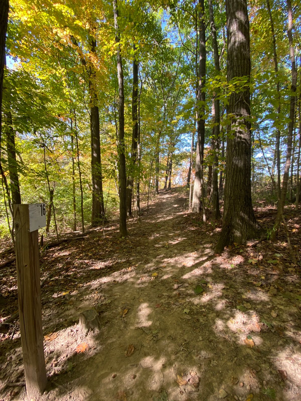 Long look at hole 16, basket nestled in the trees
