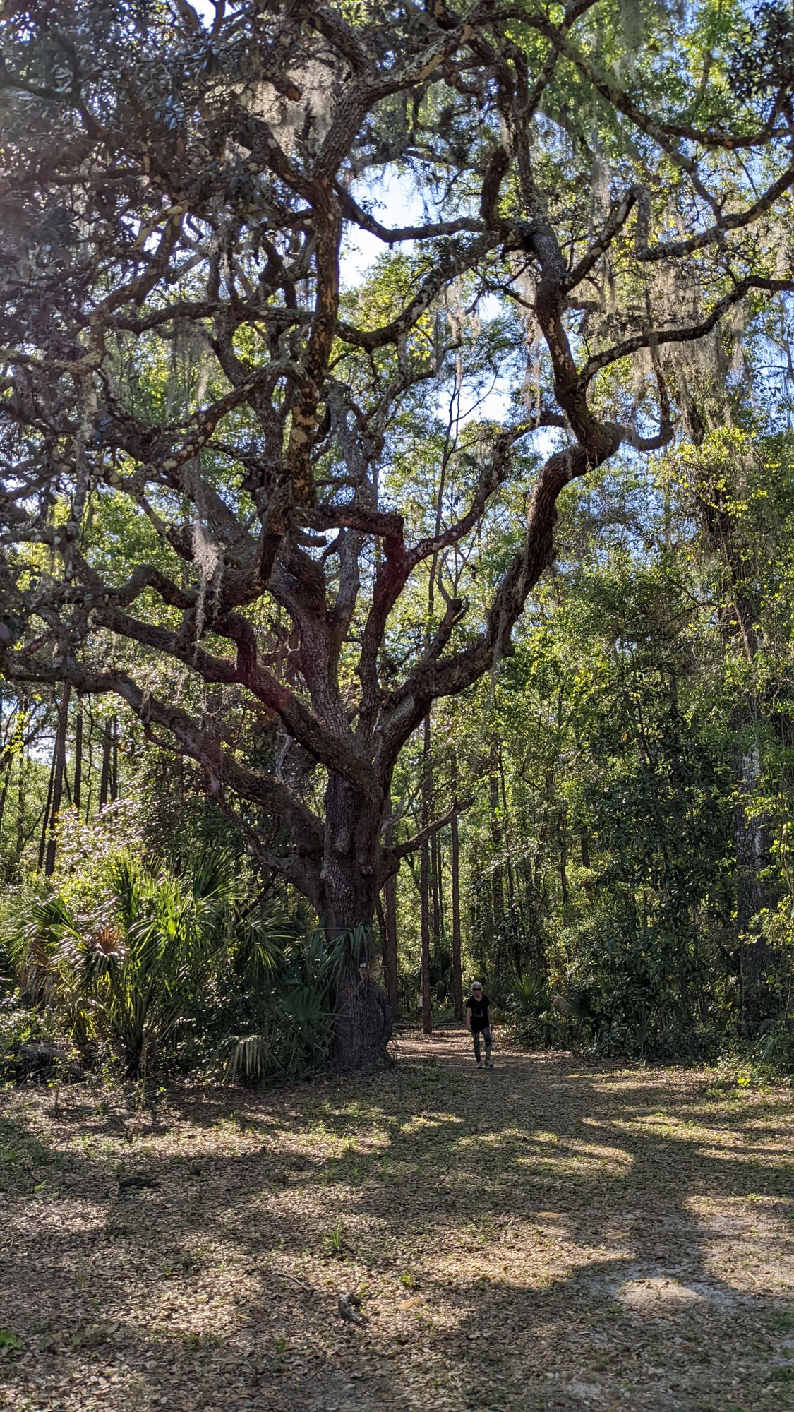 Big trees.