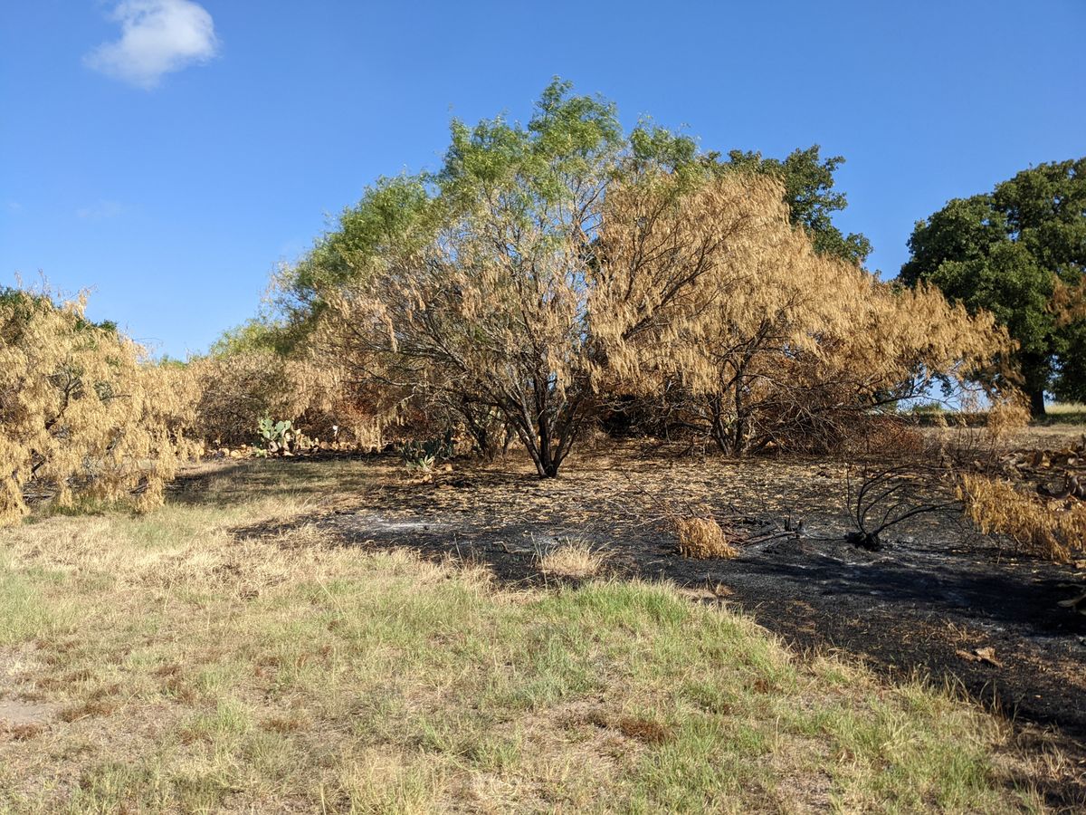 They recently burned the brush back.