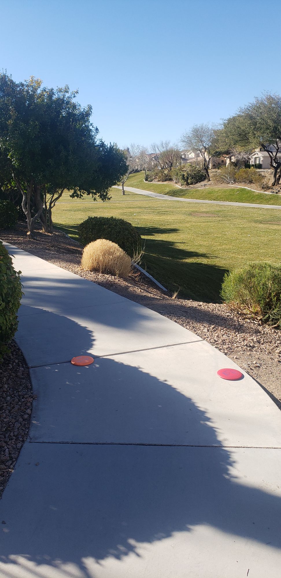 Hole 15 shooting to basket 4 mandatory to the right of the first tree