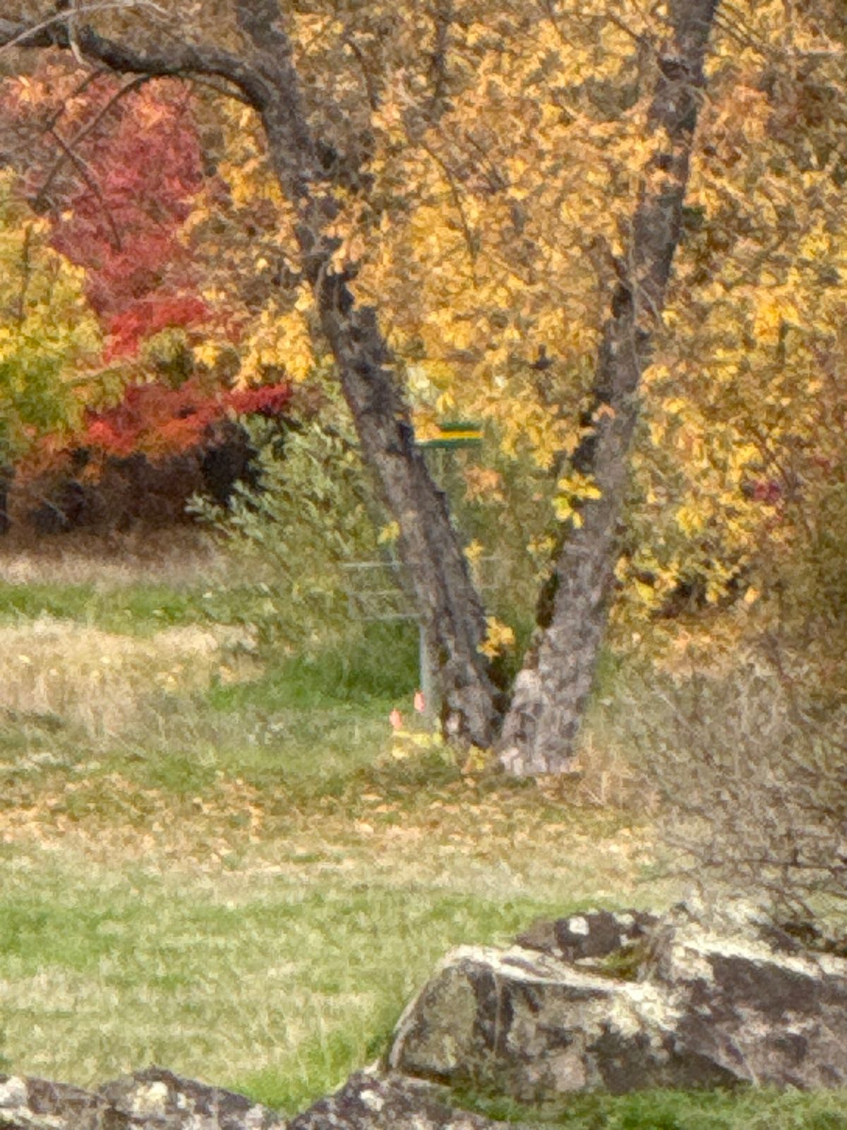 Basket behind V tree at 311’ .