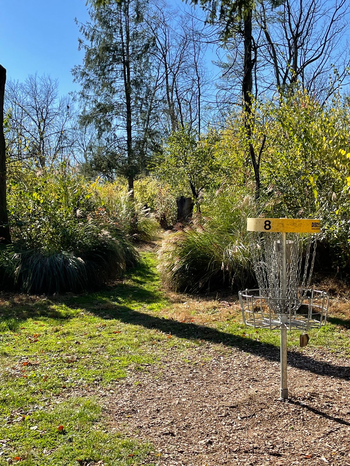 The green for Hole 8 short…long basket is down the path behind.