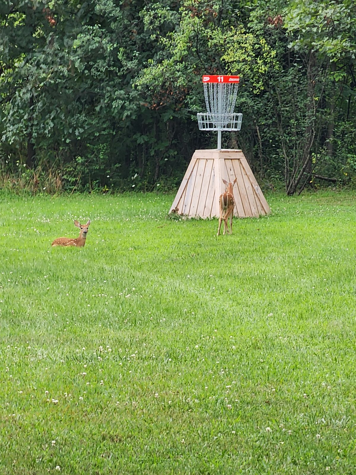Little guys