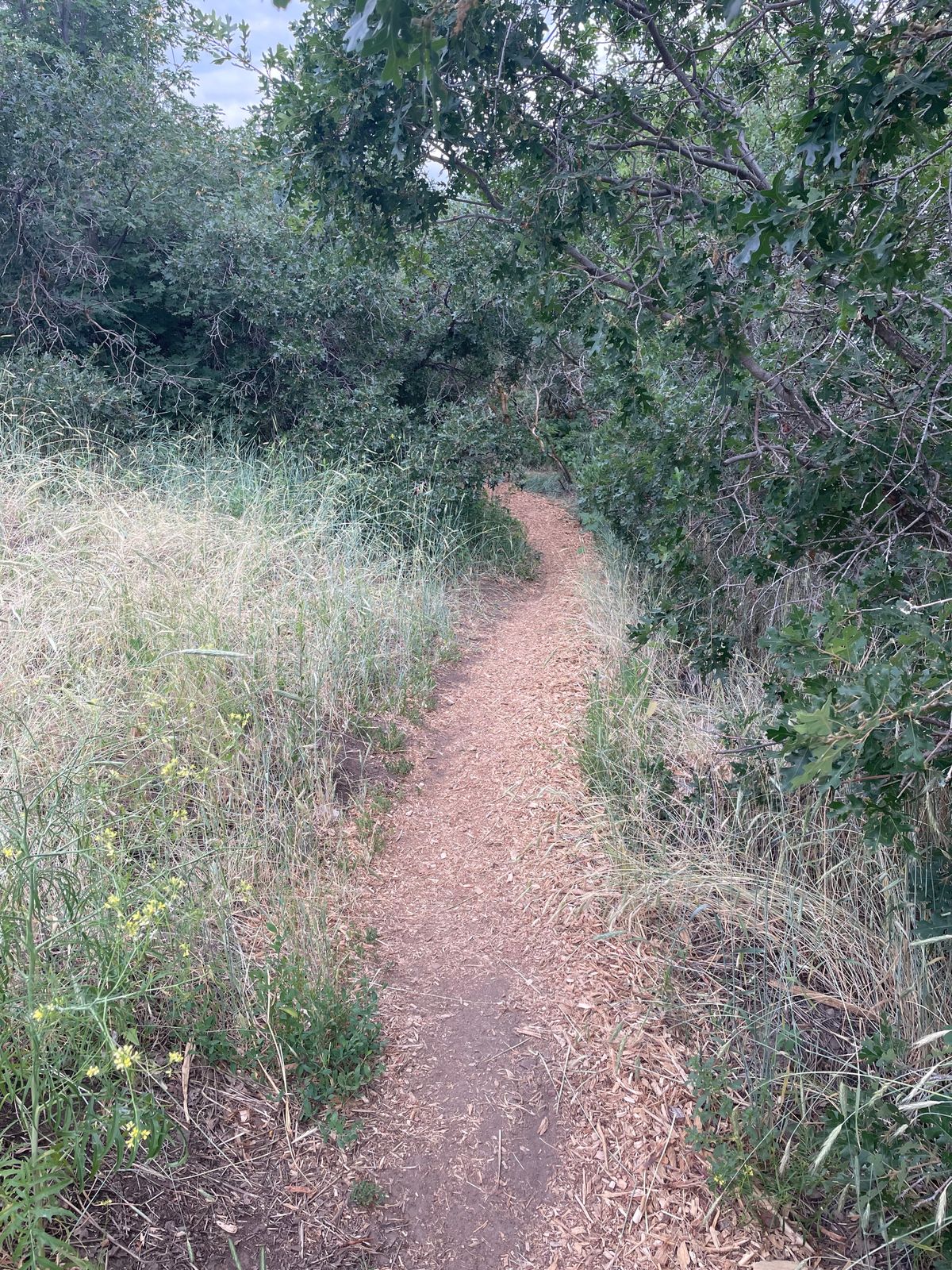 Path to hole 8