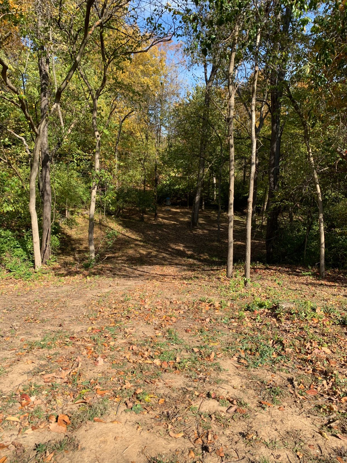 Opening gap of woods view. 