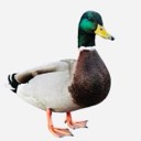 jarrodob