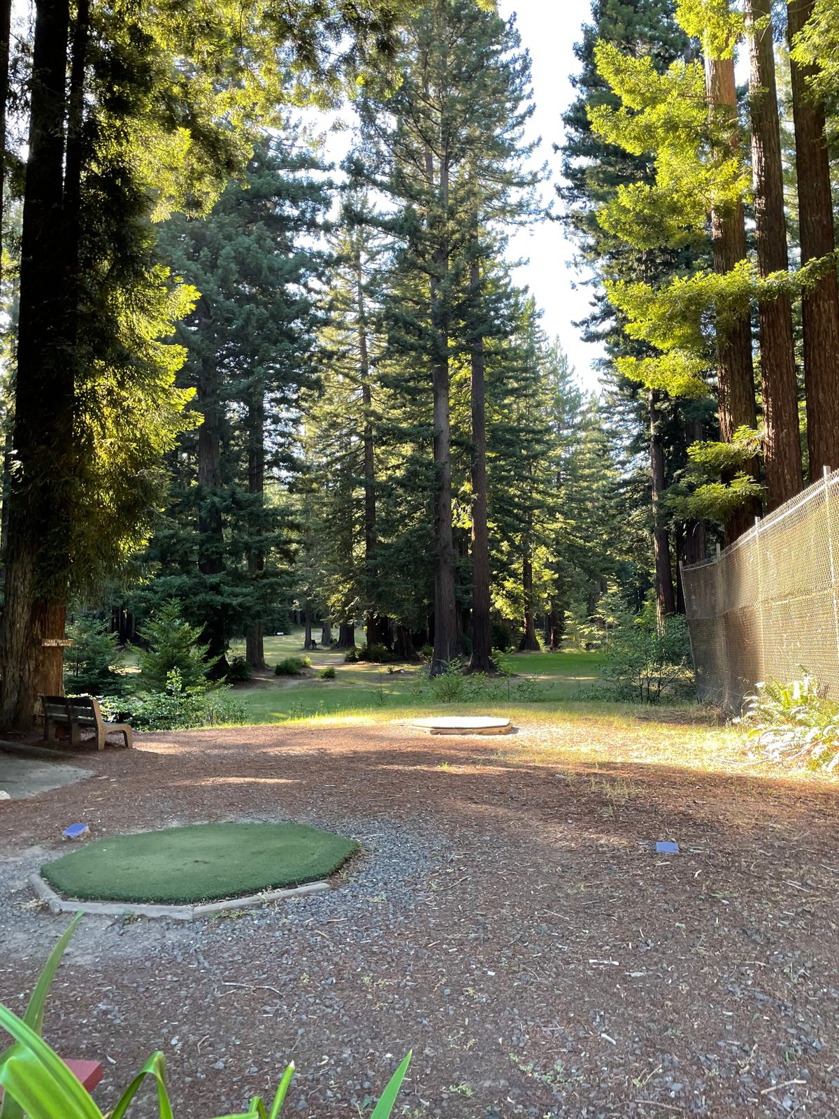 The trees cause problems with depth perception