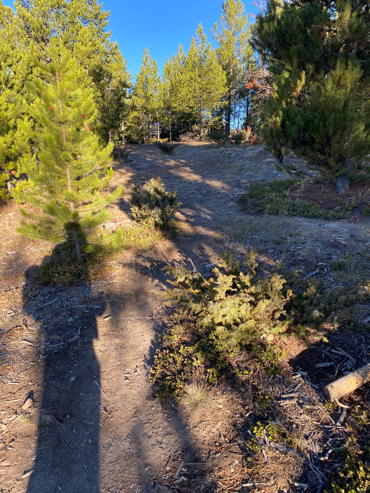 Hit this basket from here this morning — what a thrill!