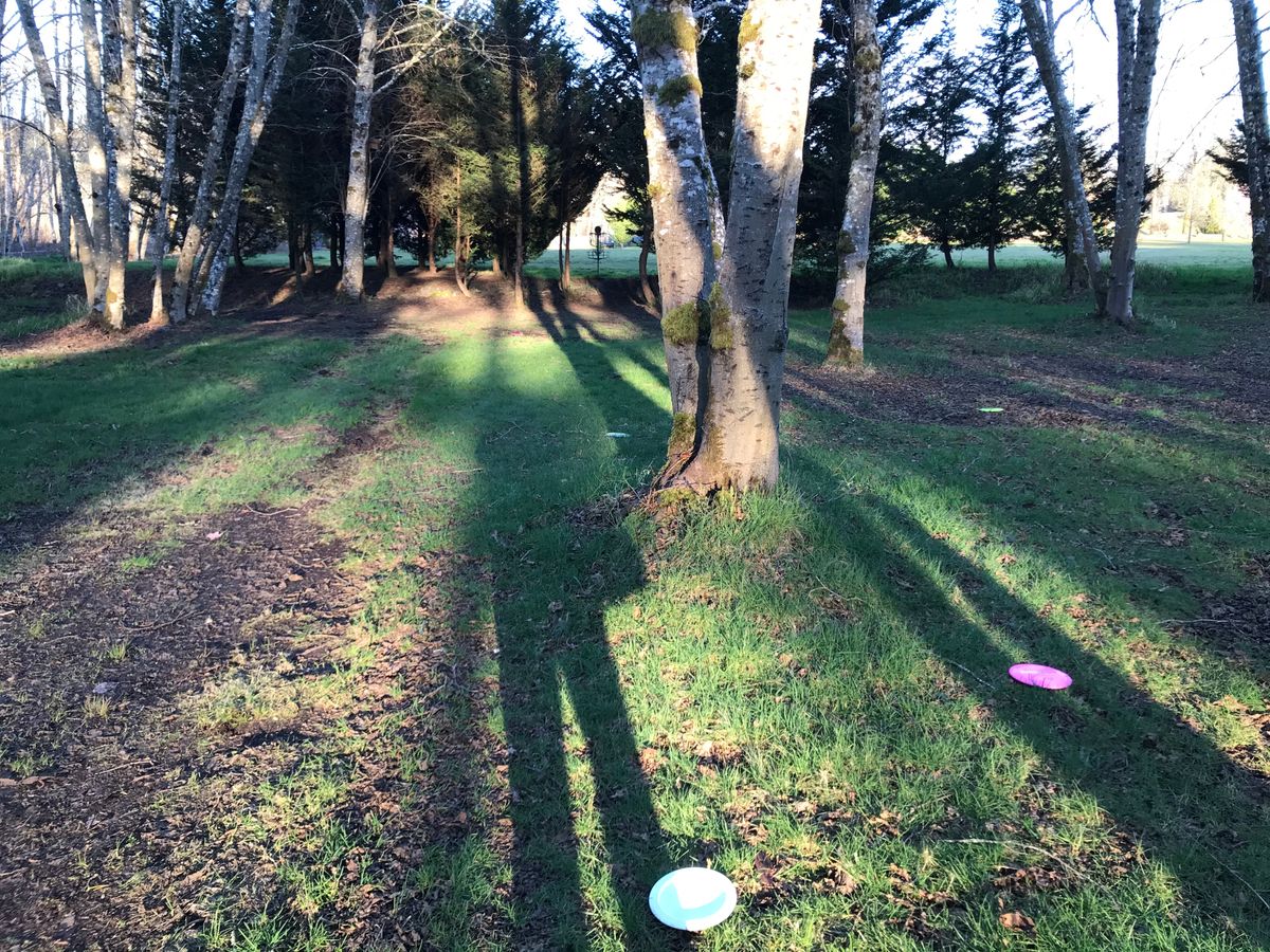 Hole 5 with basket in trees