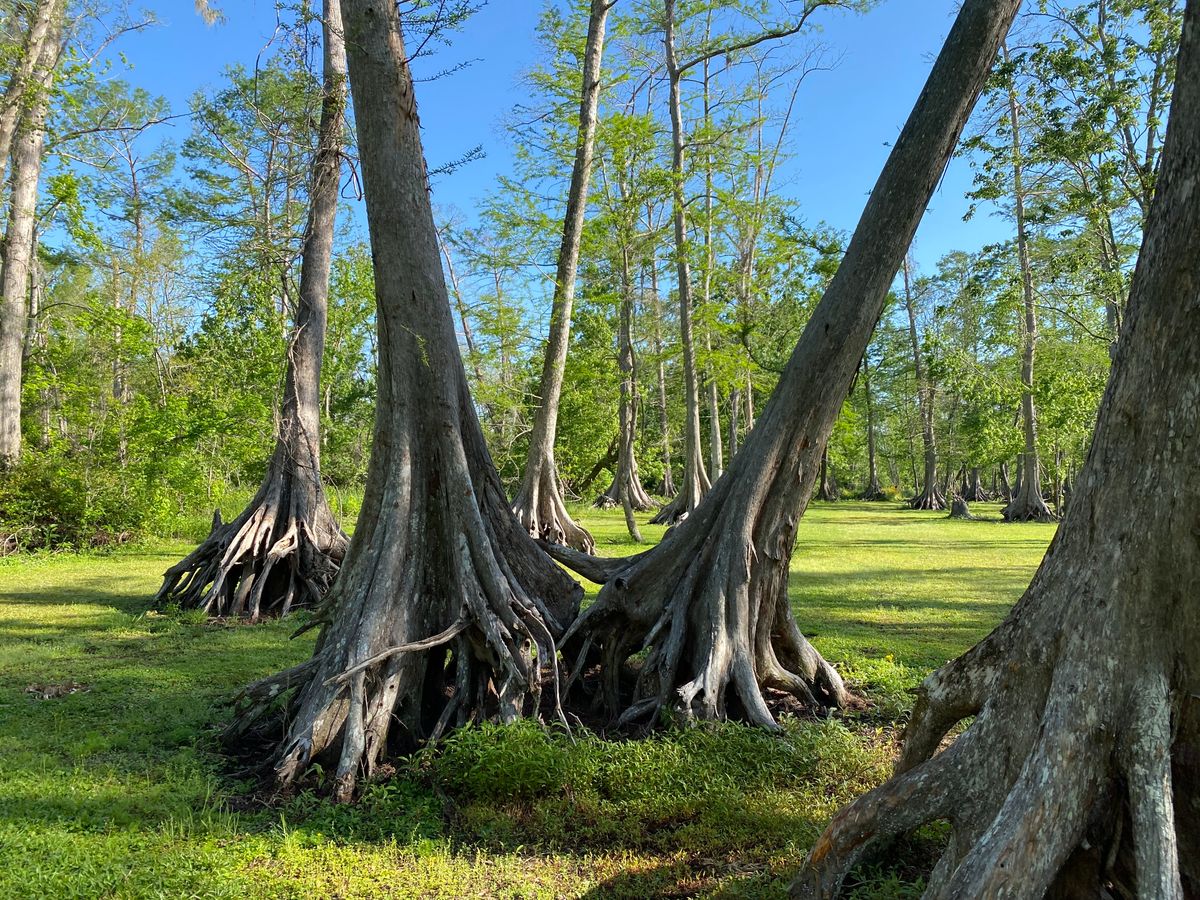 Sometimes trees really do try and get out of the way.