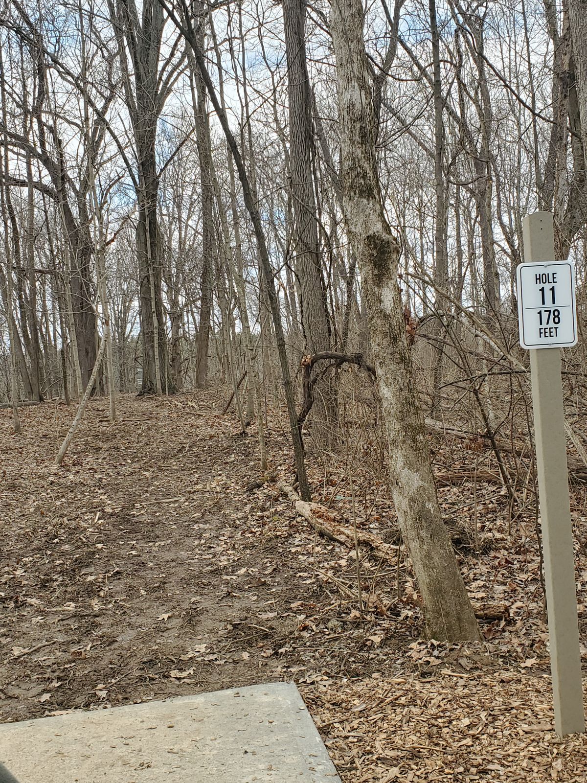 Hole 11 178ft hidden straight behind the tree