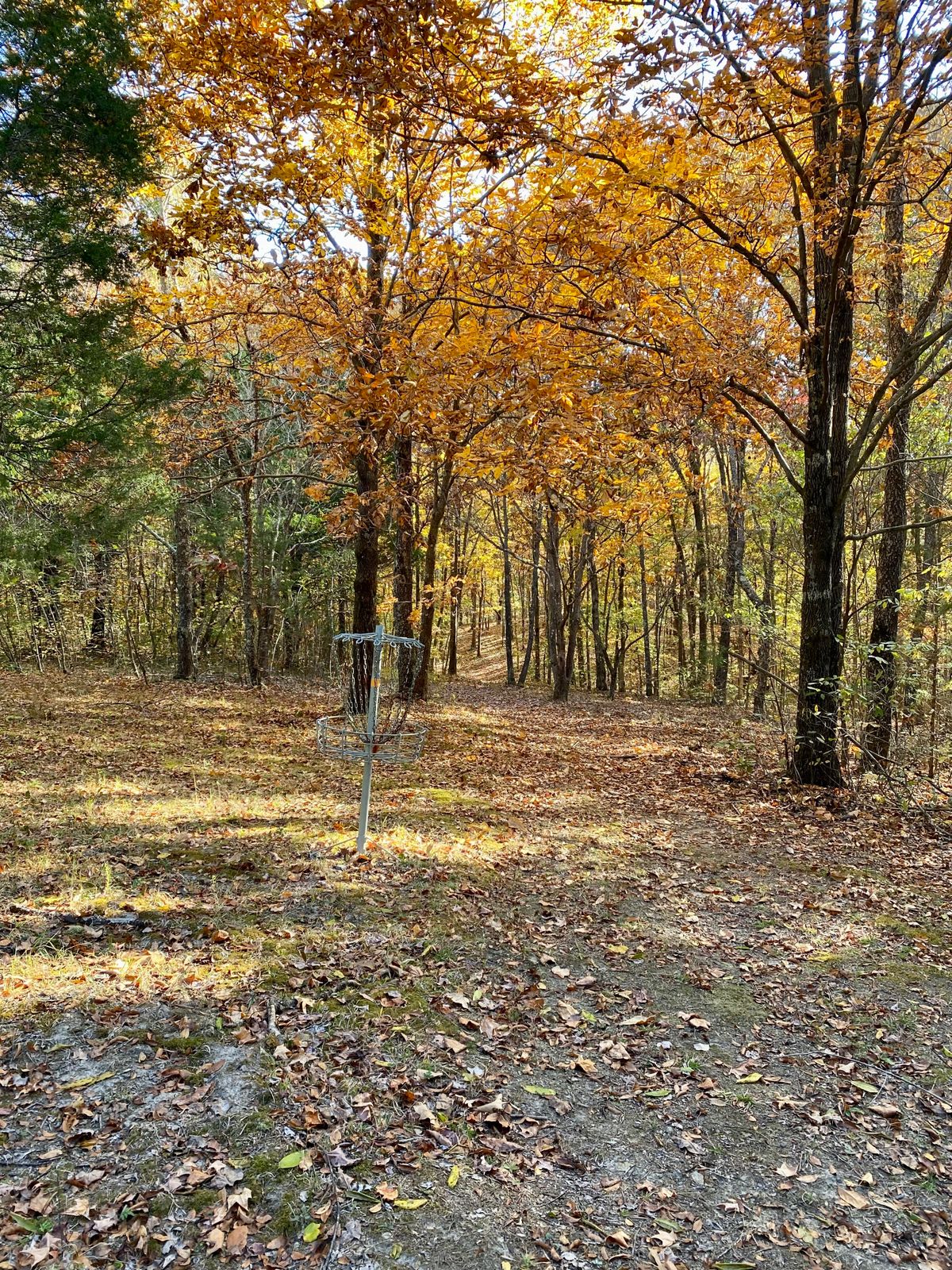 Hole 16 basket looking towards tee