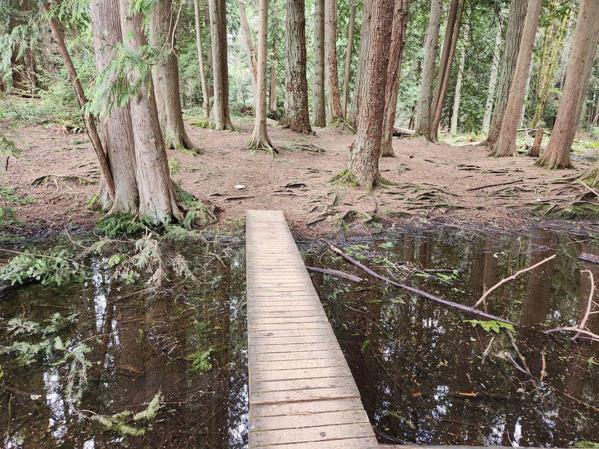 Bridge over the Bog