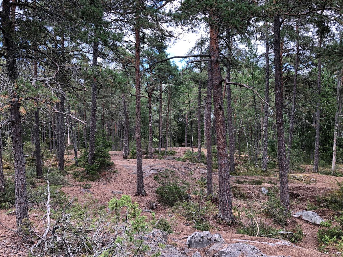 Hål 4, korg dold bakom träd i högra delen av bilden