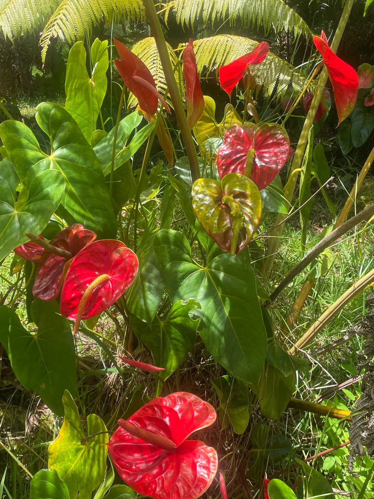 Anthurium, orchids, palms and more in Gargoyles Garden