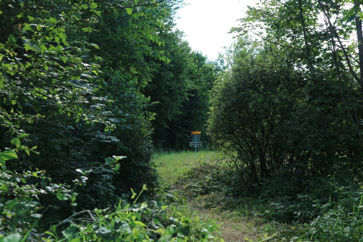 Basket from hole 4