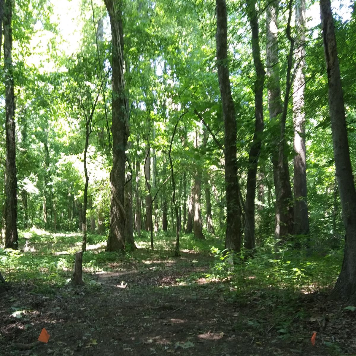 Hole 7's Tee pad.