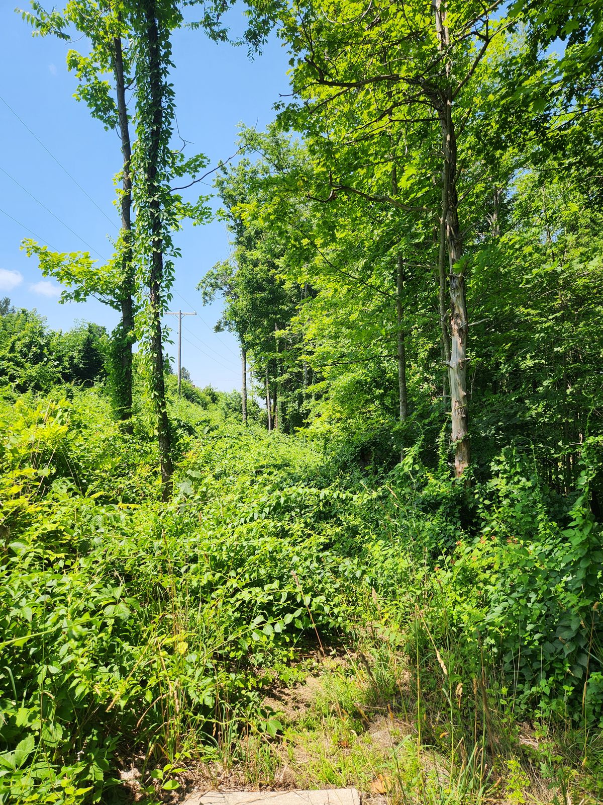 #14 overgrown and unplayable